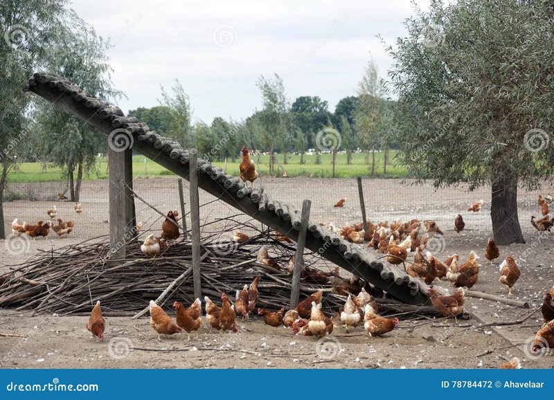Chicken road casino - Houd Jezelf Verwennen aan de Populaire Slotmachine Chicken Road in Nederland