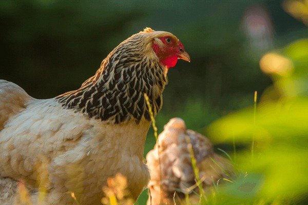 Netherlands - chicken road gokkast